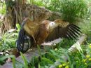 Vulture 1